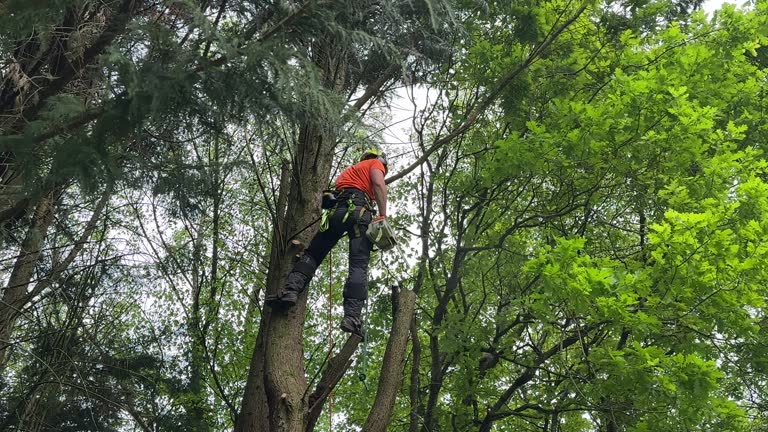 Best Tree Disease Treatment  in Bull Run Mountain Estates, VA